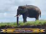 Bangun Koridor Satwa, Putus Interaksi Negatif Gajah dan Manusia di Air Sugihan